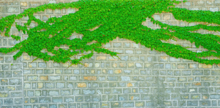 綠植墻