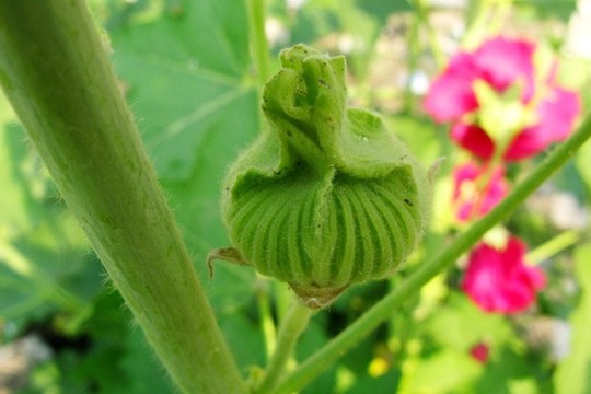 蜀葵