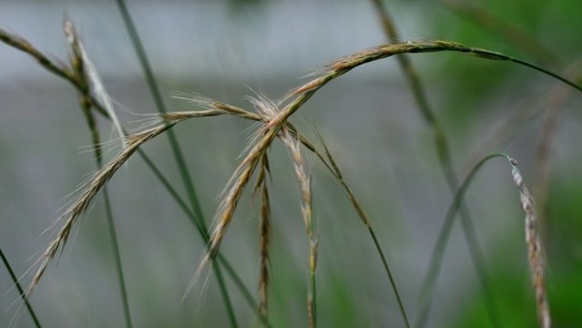 披堿草
