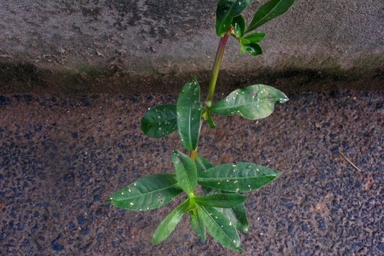 喜旱蓮子草