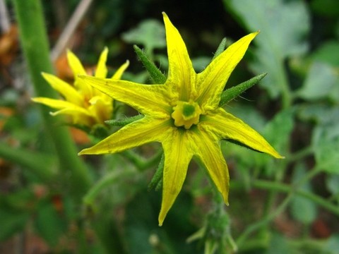 番茄花