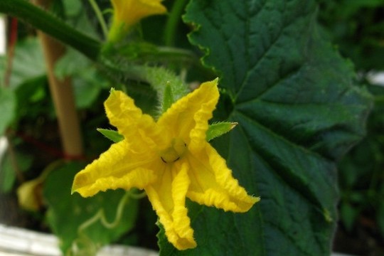 黃瓜花