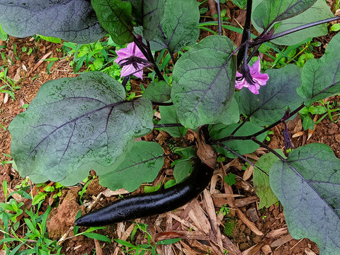 茄子花