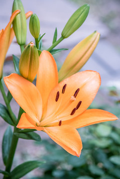 黃色百合花