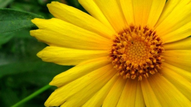 金雞菊