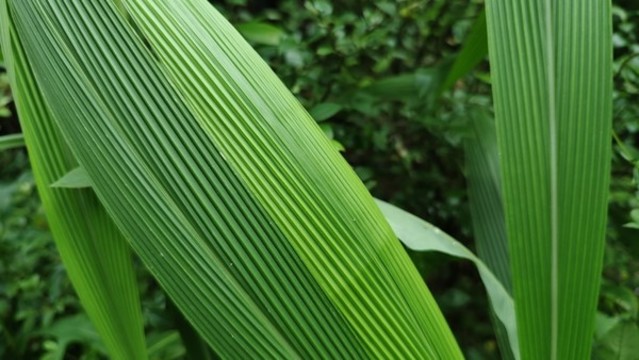 仙茅仙草生南國綠葉也多姿