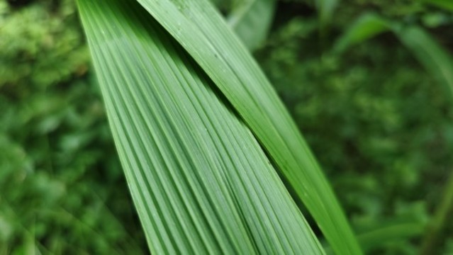 仙茅仙草生南國綠葉也多姿