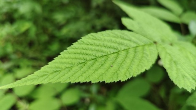 野草莓蓬蘽綠植花草