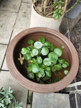金錢草