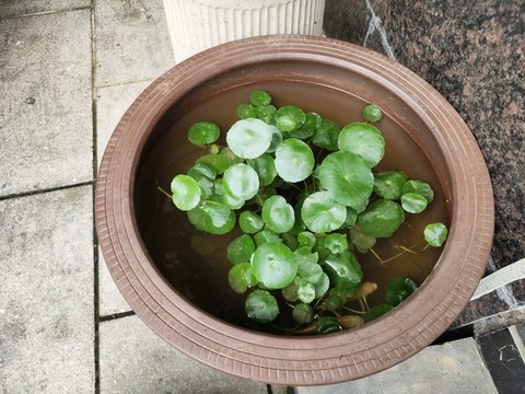 銅錢草
