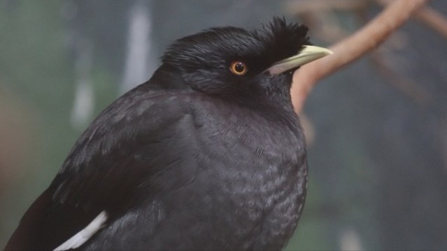 八哥鷯哥說話鳥寵物鳥