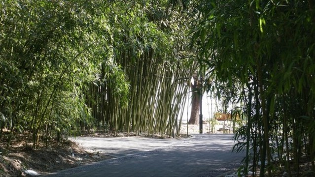 北京紫竹院公園竹林小徑