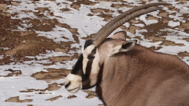 瞪羚藏羚羊動(dòng)物園野生動(dòng)物