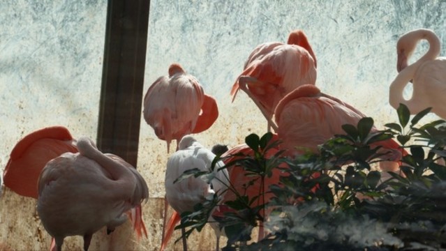 動(dòng)物園里的保護(hù)動(dòng)物火烈鳥