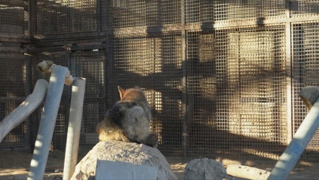 動物園里的藏狐和狼