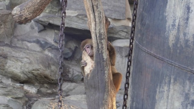 動物園里的猴子赤猴猴山
