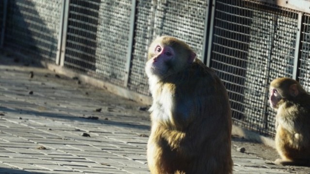 動物園里的猴子赤猴猴山