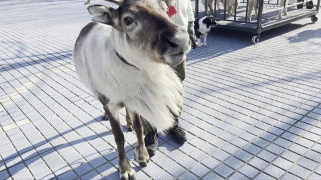動(dòng)物園日本投喂麋鹿梅花鹿