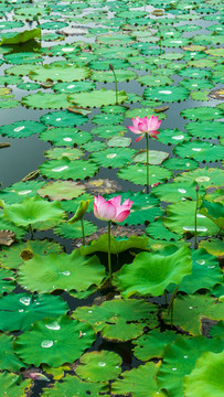 兩朵荷花