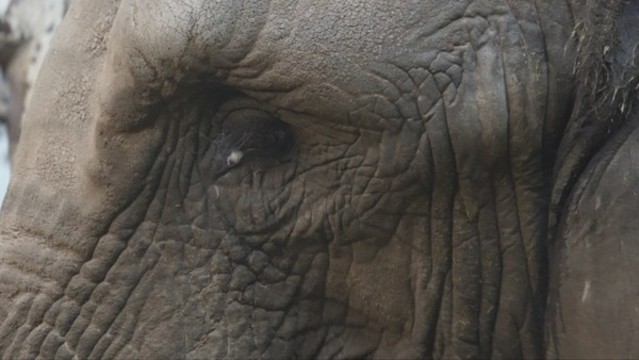 关在笼子里的大象眼睛耳朵象牙