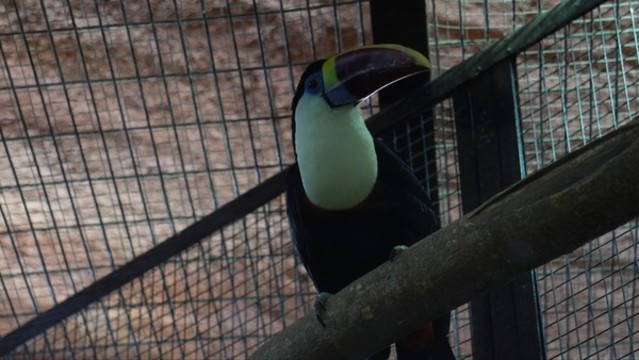 國家級瀕危物種保護動物犀鳥
