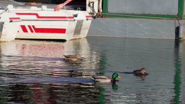 黑天鵝湖圓明園野鴨蘆葦棲息地