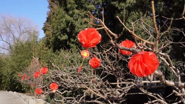 龍爪槐樹(shù)上綠化帶掛燈籠喜慶