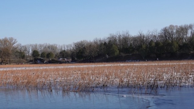 蘆葦蕩荷花池圓明園野鴨湖