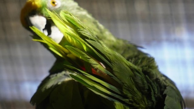 綠色鸚鵡和尚鸚鵡寵物鳥
