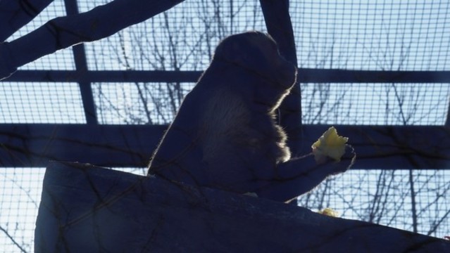 逆光拍攝動物園里的猴子