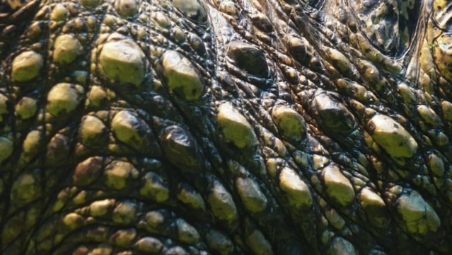 爬行兩棲動物鱷魚特寫