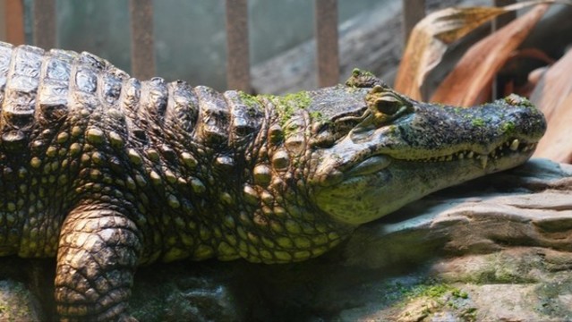 爬行兩棲動物鱷魚特寫