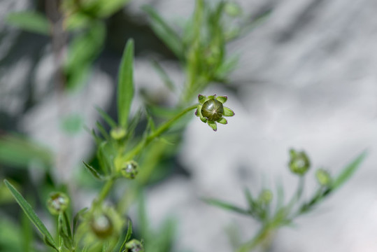 金雞菊花蕾