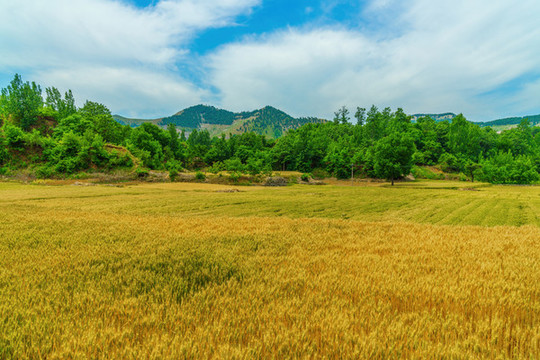 麥田