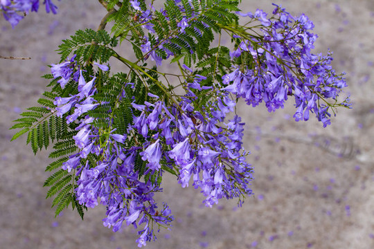 藍花楹