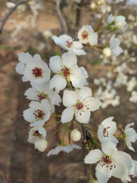 蘋果花