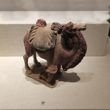 跪起駱駝