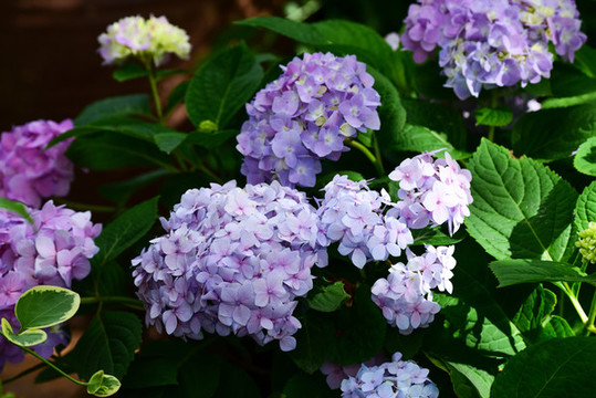 繡球花
