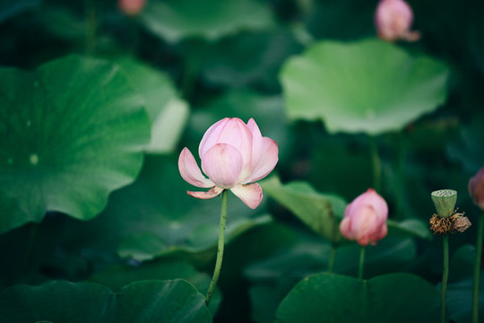 荷花