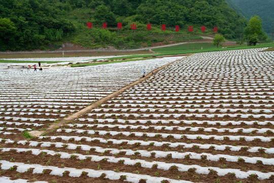 竹賢鄉(xiāng)石院村高山生態(tài)蔬菜基地