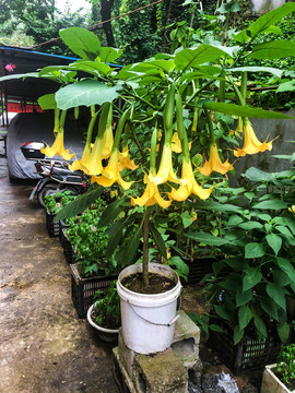 木本曼陀羅