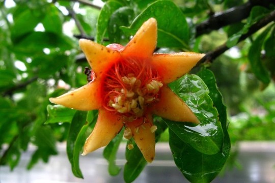 石榴花