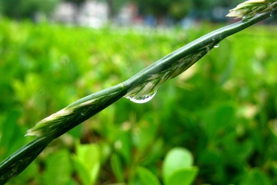 黑麥草
