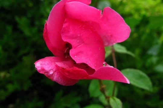 月季花