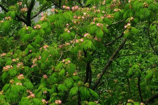 合歡