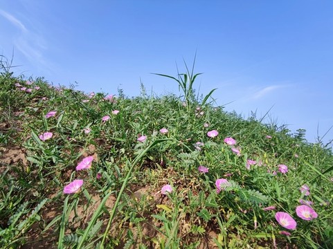 喇叭花