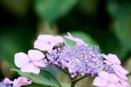 蜜蜂