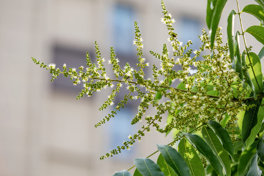 無患子花