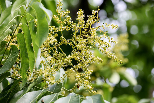 無(wú)患子花