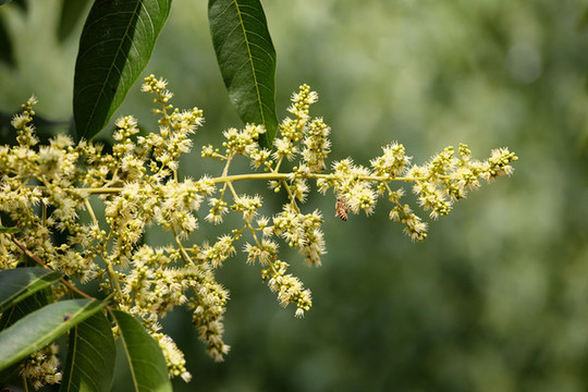 無患子花